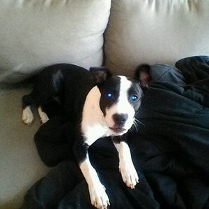 Meet your Posher, Emma